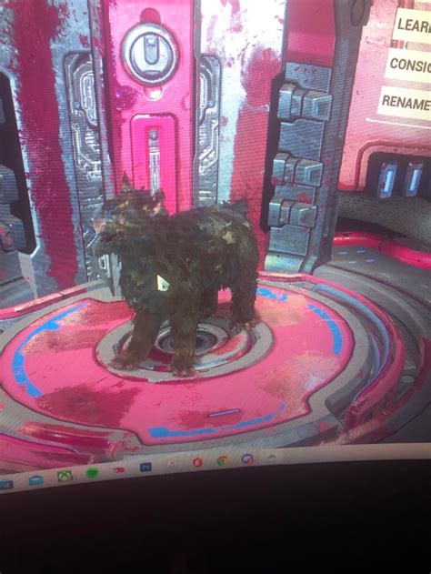 kubrow kennel price